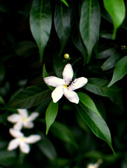 Obraz premium A Rare Clear Macro Photography Closeup Shot of Odontomachus simillimus. A close-up shot of a black Ant on white flowers with green leaves. Ants walking on a leaf, Macro shots. Abstract. 