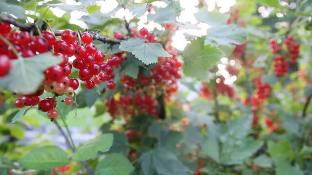 redcurrant bush on a summer day in the village.