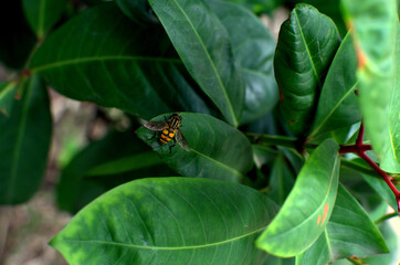 House Fly on Leaf. A close up macro shot of a fly, sitting on a green leaf, has been Portrait. fly...