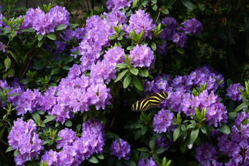 Schmetterling 729 © K.-U. Häßler