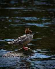 Storskrake on the river Dee
