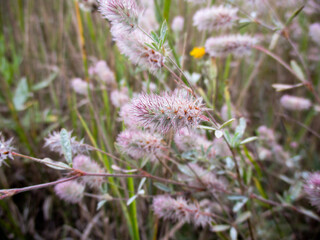 Flowers of rabbitfoot clover after summer rain