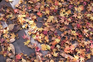 autumn color of Japanese maple leaves