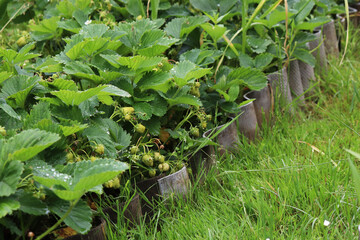 wild green strawberry  in the garden
