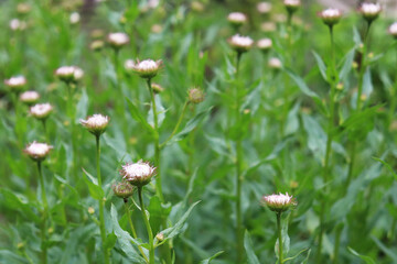 white buds of daisies in the garden