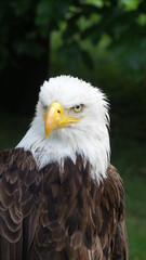 Weikopfseeadler schaut saich um