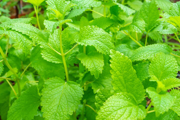 Young shoots of the medicinal plant Melissa. Women's grass. Home gardening, herbal treatment, alternative medicine concept. Horizontal orientation, selective focus.