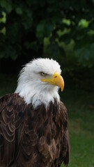 Obraz premium Orzeł białogłowy