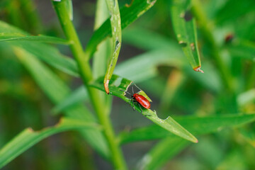 Red fireman beetle on Lily leaves. Garden pests