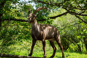 Steinbock auf einem geländer
