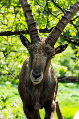 Steinbock Portrait