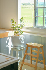 Mistletoe Rubber Plant is an ornamental tree that can be planted inside the house. Because it needs less sunlight and water, easy to take care of. The leaves feature is special