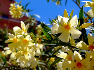 beautiful yellow oleander flower closeup. botanical name Nerium oleander. mediterranean shrub....