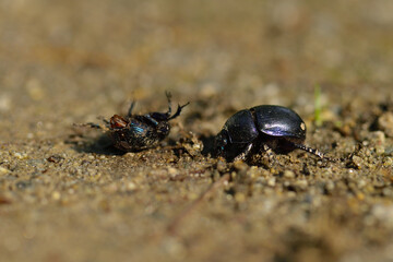 Waldmistkäfer (Anoplotrupes stercorosus)