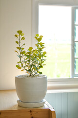 Mistletoe Rubber Plant is an ornamental tree that can be planted inside the house. Because it needs less sunlight and water, easy to take care of. The leaves feature is special