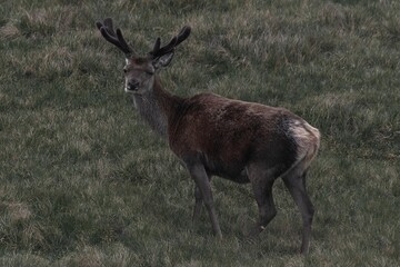 Royal red deer stag