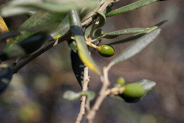 Unripe fruits of the olive tree. Close-up.