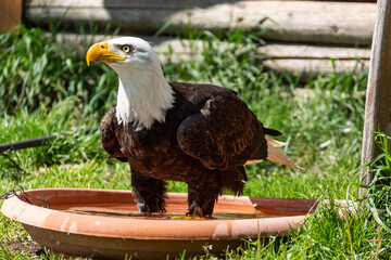 Adler im Wasser