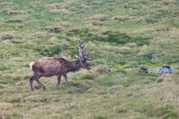 Royal red deer stag