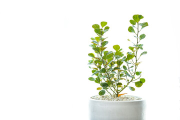 Mistletoe Rubber Plant is an ornamental tree that can be planted inside the house. Because it needs less sunlight and water, easy to take care of. The leaves feature is special