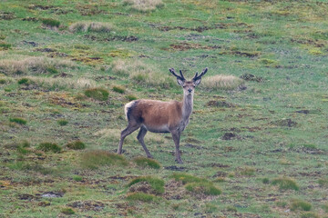 Royal red deer stag