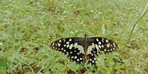 butterfly on grass