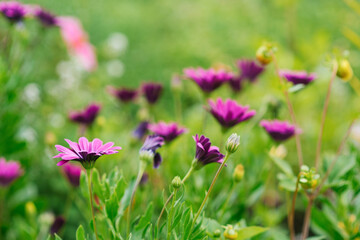 Lilac flowers of osteospermum grow in the garden