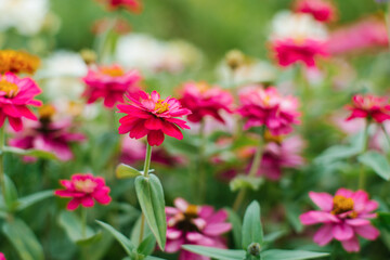 Pink zinnia flowers grow in the garden. Flowers in summer