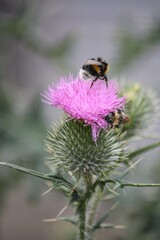Biene auf der Blüte einer Kratzdistel bei Sonnenlicht