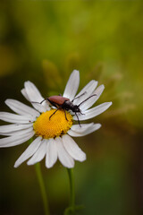 bug on a flower