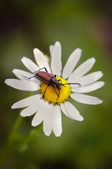 bug on a flower