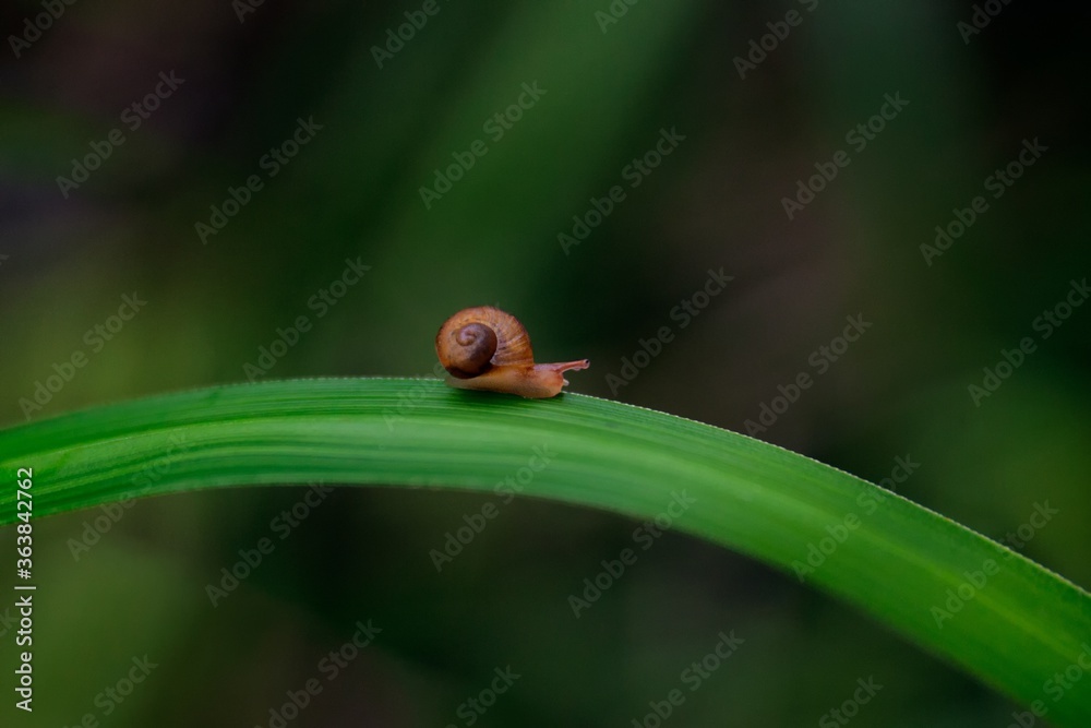 Poster beautiful selective focus shot of a tiny brown snail on a grass blade