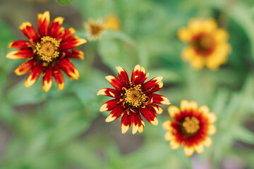 Red and yellow zinnia flowers in the summer garden