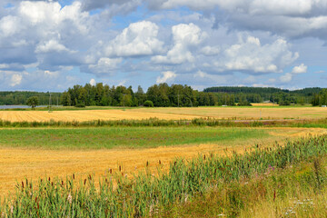 Summer landscape. Agricultural fields along road. Finland