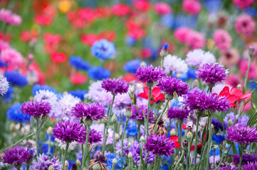 The Colorful wildflowers