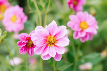 Pink Dahlia flowers in the summer garden. Flower background