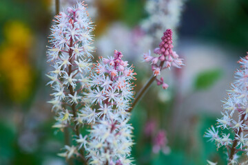 Heart-leaved foamflower, Schaumbl&uuml;ten (Tiarella)