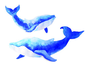 Two watercolor whales. Vector illustration.