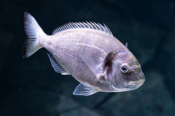 Beautiful sea bream, gilt-head or orata underwater with dark background, close up
