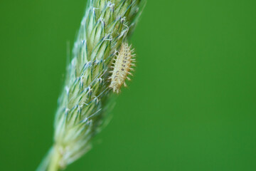 Larve des Vierundzwanzigpunkt-Marienkäfer an Wiesenfuchsschwanz