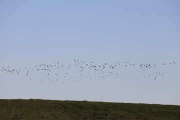 Starling birds in the Mardin Plain presented a visual feast with their dances in the sky.