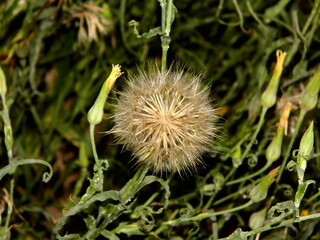 Milkweed blossoming dandelion flower on a blurred background of green plants
