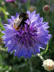 bee on flower