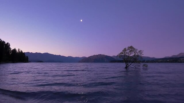 That Wanaka Tree and Beautiful Sunset with Moon in Background in New Zealand
