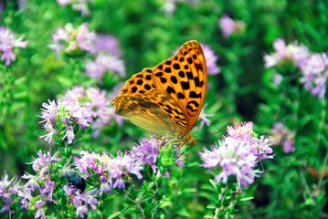 Endemic butterfly in Samoniva village located in Thesprotia prefecture of Epirus region in Greece.