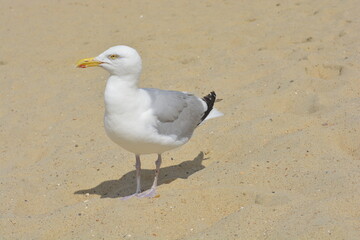 Möwe Nordsee