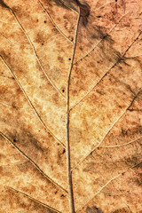 Close up detail of brown dry leaf texture background.