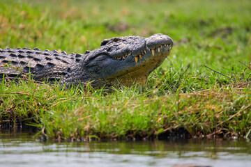 Nile crocodile (Cocodylus niloticus) lying on the bank of the Chobe River, in Botswana, with its head raised and its large teeth highlighted.