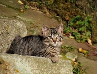 Gatito rayado sobre una escalera. 