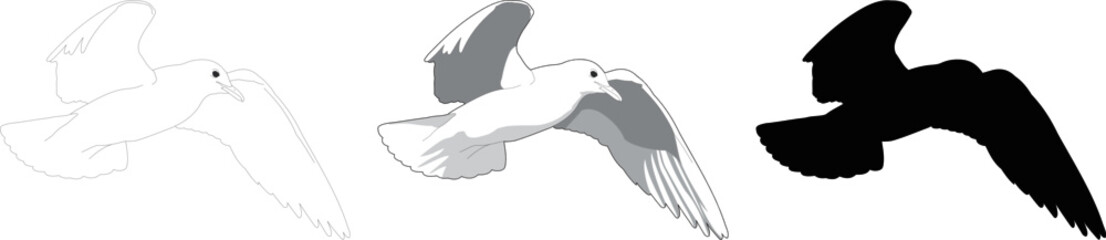 Fototapeta premium Flying seagull vector drawig. Silhouette, outline and shaded seagull illustration.
